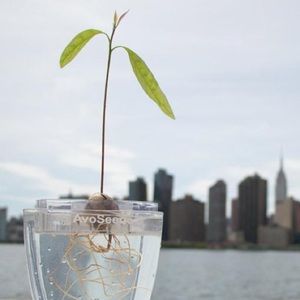 AvoSeedo Avocado Growing Kit